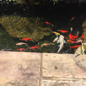 Meet your Posher, Joshua